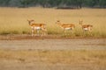 Blackbuck or antilope cervicapra or indian antelope group in open field and grassland of tal chhapar sanctuary rajasthan india Royalty Free Stock Photo