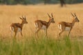 Blackbuck or antilope cervicapra or indian antelope herd or group walking together in pattern in grassland of tal chhapar