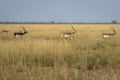 blackbuck or antilope cervicapra or indian antelope herd or group walking together in pattern in open field or grassland landscape