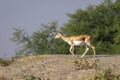 Blackbuck or antilope cervicapra or indian antelope a near threatned animal in open field and grassland against blue sky and Royalty Free Stock Photo