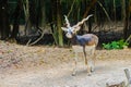 Blackbuck (Antilope cervicapra) or Indian antelope in the open z Royalty Free Stock Photo