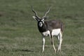 Blackbuck, Antilope cervicapra