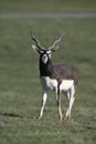 Blackbuck, Antilope cervicapra