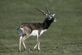 Blackbuck, Antilope cervicapra