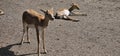 Blackbuck (Antilope cervicapra) in a zoo and animal park