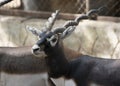 Blackbuck blackbuck Antilope cervicapra Male Closeup Shot Royalty Free Stock Photo