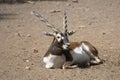 Blackbuck blackbuck Antilope cervicapra Male Sun basking Royalty Free Stock Photo