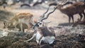 Blackbuck deer or Indian antelope Royalty Free Stock Photo