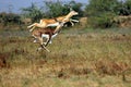 Blackbuck Duo in Jumping air Royalty Free Stock Photo