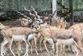 Blackbuck Herd