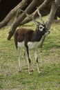 The Blackbuck, Indian antelope, Antilope cervicapra. Royalty Free Stock Photo