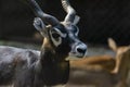 Blackbuck or Indian Antelope  Antilope cervicapra Closeup Shot Royalty Free Stock Photo