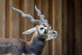 Blackbuck or Indian antelope Antilope cervicapra Royalty Free Stock Photo