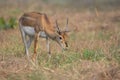 Blackbuck or Indian Antelope Antilope cervicapra Subadult Male feeding on Grass Royalty Free Stock Photo