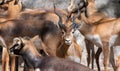 Blackbuck Indian Antelope Herd Closeup Shot