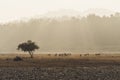 Blackbuck at Blackbuck National Park. A herd of deer grazing in the field in the evening light. the sun sets behind the trees.