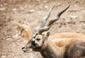 Blackbuck portrait - Antilope cervicapra, couple of antelope, cu Royalty Free Stock Photo