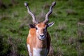 Blackbuck staring onward