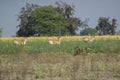 Blackbuck Subadult Males in the Field of Central India
