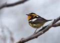 Blackburnian Warbler Royalty Free Stock Photo