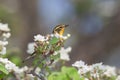 Blackburnian warbler in an apple blossoms Royalty Free Stock Photo