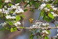 Blackburnian warbler and apple blossoms Royalty Free Stock Photo