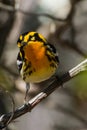 Blackburnian Warbler Royalty Free Stock Photo