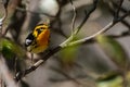 Blackburnian Warbler Royalty Free Stock Photo