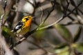 Blackburnian Warbler Royalty Free Stock Photo