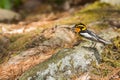 Blackburnian Warbler Royalty Free Stock Photo