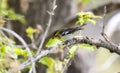 Blackburnian Warbler Setophaga fusca Foraging for Food During Migration Royalty Free Stock Photo