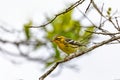 Blackburnian warbler (Setophaga fusca), Guatavita, Cundinamarca department. Wildlife and birdwatching in Colombia. Royalty Free Stock Photo