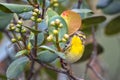 Blackburnian warbler setophaga fusca looking for food among the leaves of a tree Royalty Free Stock Photo