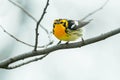 Blackburnian Warbler - Setophaga fusca Royalty Free Stock Photo