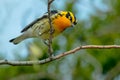 Blackburnian Warbler - Setophaga fusca Royalty Free Stock Photo