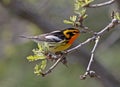 Blackburnian Warbler