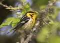 Blackburnian warbler Setophaga fusca Royalty Free Stock Photo