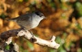 Blackcap.