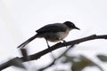 Blackcap babbler, Turdoides reinwardtii