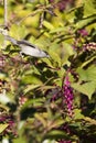 Blackcap Bird feasting on autumn wild berries Royalty Free Stock Photo