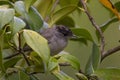 Blackcap bird among green leaves of the tree in Royalty Free Stock Photo