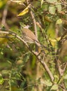 Blackcap bird in the thicket Royalty Free Stock Photo