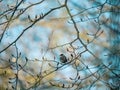 A blackcap bird in a tree Royalty Free Stock Photo