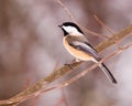 Blackcap Chickadee Royalty Free Stock Photo