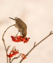 Blackcap feeding on Rowan berries