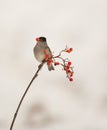 Blackcap feeding on Rowan berries