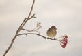 Blackcap feeding on Rowan berries