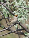 Blackcap female