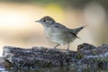 Blackcap female changing the plumage posing on a trunk on a uniform background Royalty Free Stock Photo