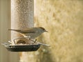 Blackcap Female on Feeder